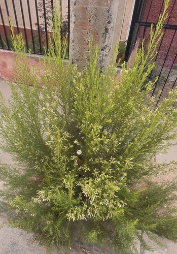 Chilean little rosemary
