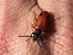 Apalus bipunctatus