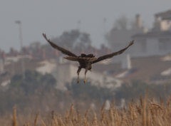 Circus aeruginosus aeruginosus
