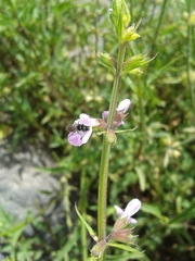 Stachys aristata