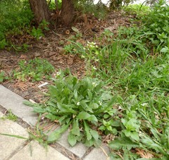 Capsella bursa-pastoris
