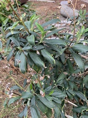 Carpenteria