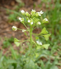 Capsella bursa-pastoris