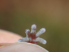 Pachydactylus maculatus