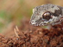 Pachydactylus maculatus
