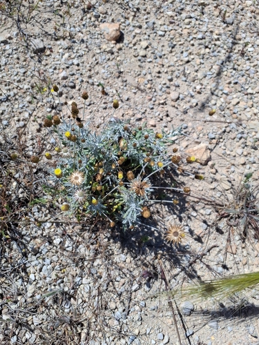 rock phagnalon (Phagnalon rupestre)