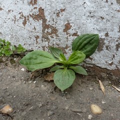 Plantago major