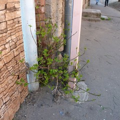 Acer negundo