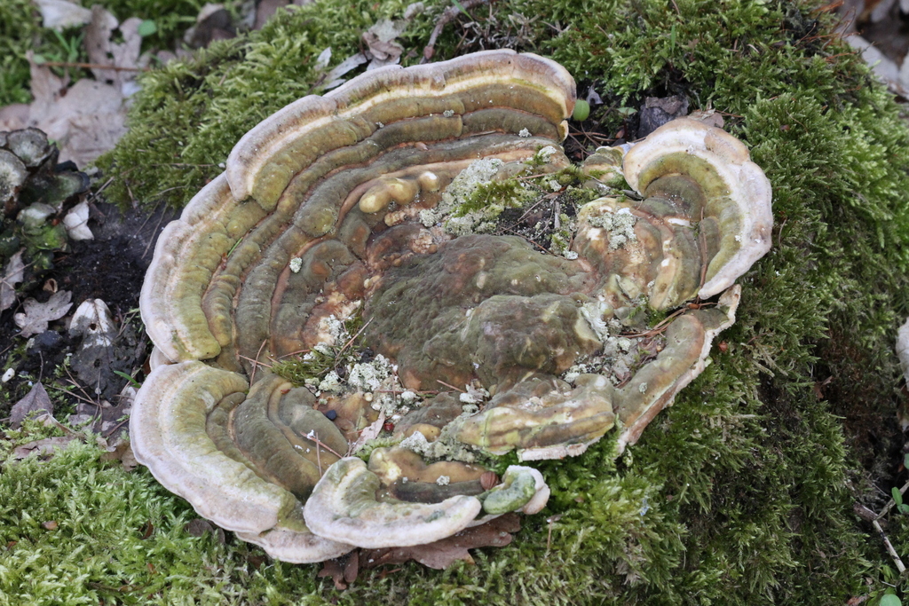 Trametes gibbosa · April 2026 · photo: © tijw25 (iNaturalist, cc-by)