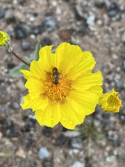 Eupompha elegans