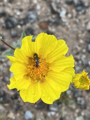 Eupompha elegans