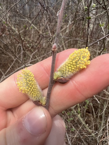 Pussy Willow (Salix discolor)