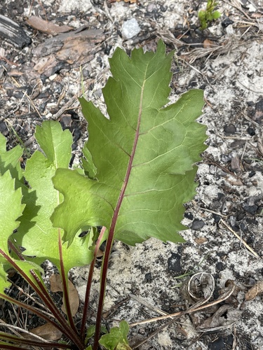 Kidney-leaf Rosinweed (Silphium compositum)
