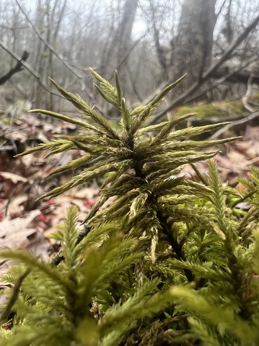 American Tree Moss (Climacium americanum)