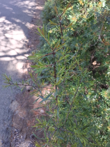 Mediterranean buckthorn (Rhamnus lycioides)