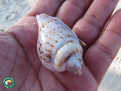 Gibberulus gibberulus