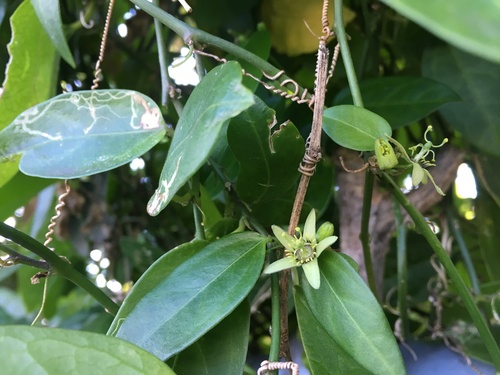 Corkystem Passionflower (Passiflora pallida)