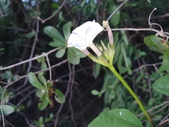 Ipomoea lapathifolia image