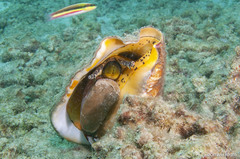 Titanostrombus galeatus