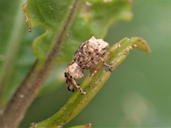 Brachyolus punctatus