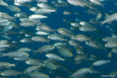 Haemulon maculicauda