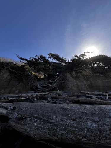 Sitka Spruce (Picea sitchensis)