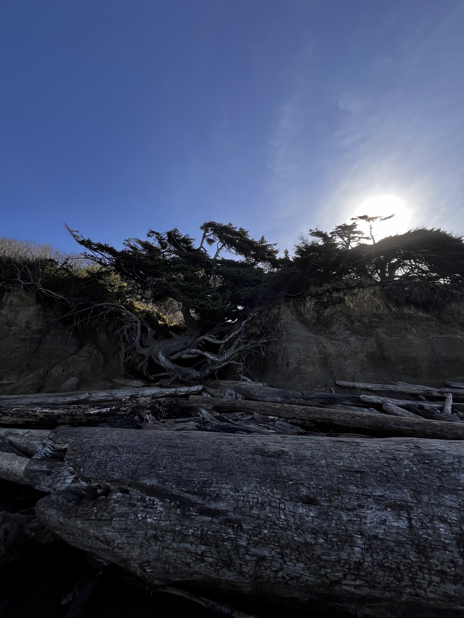 Sitka Spruce (Picea sitchensis)