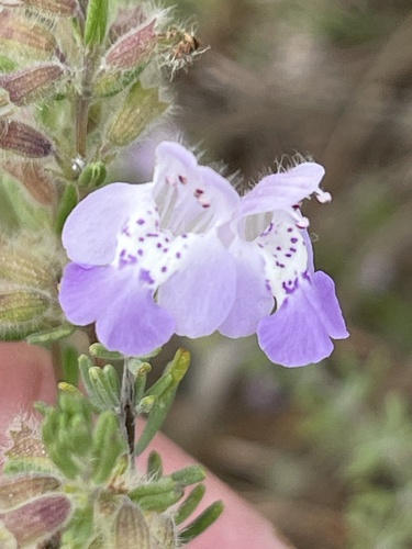 False Rosemary (Conradina canescens)
