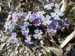 Malcolmia maritima