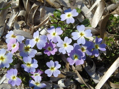 Malcolmia maritima