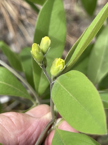 Gopherweed (Baptisia lanceolata)