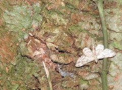 Gymnoscelis tristrigosa