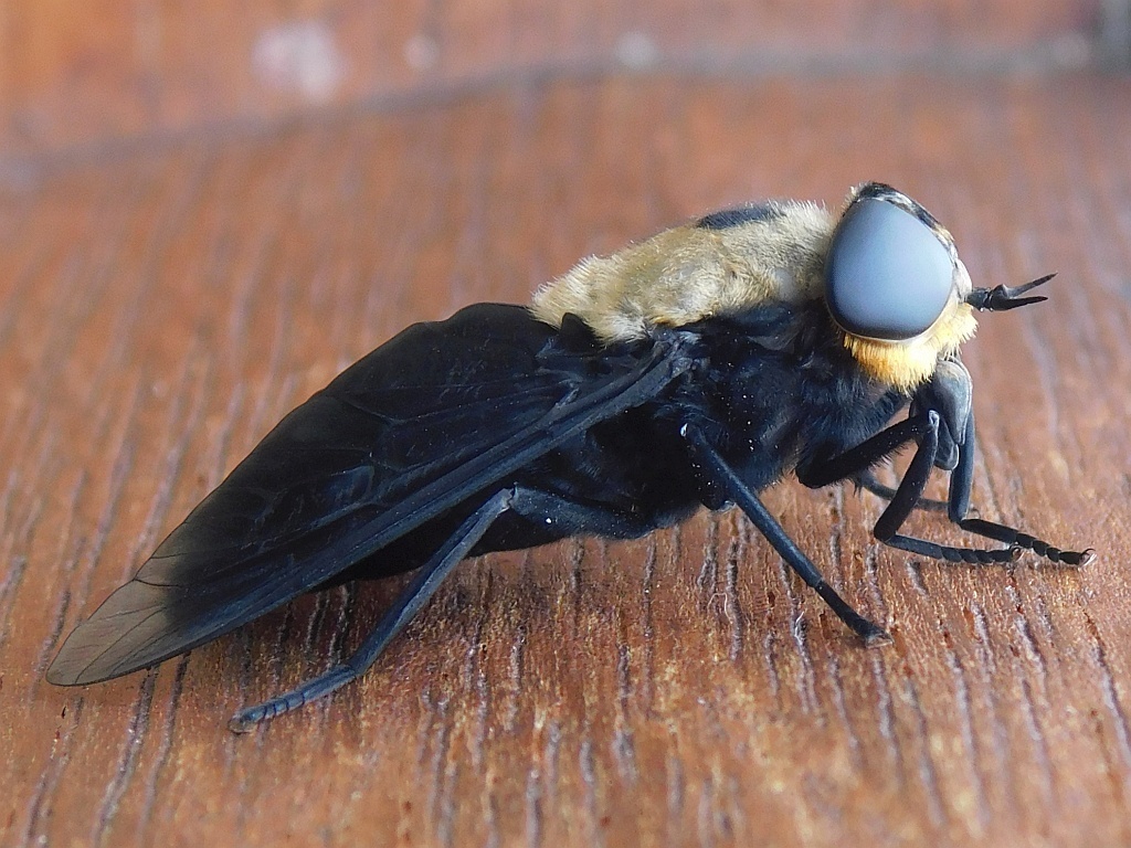 Hippo Fly from Greyton, 7233, South Africa on March 12, 2020 at 04:21 ...