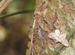 Gymnoscelis tristrigosa