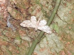 Gymnoscelis tristrigosa