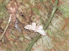 Gymnoscelis tristrigosa