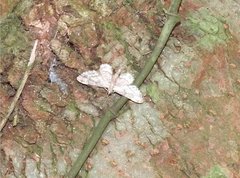 Gymnoscelis tristrigosa