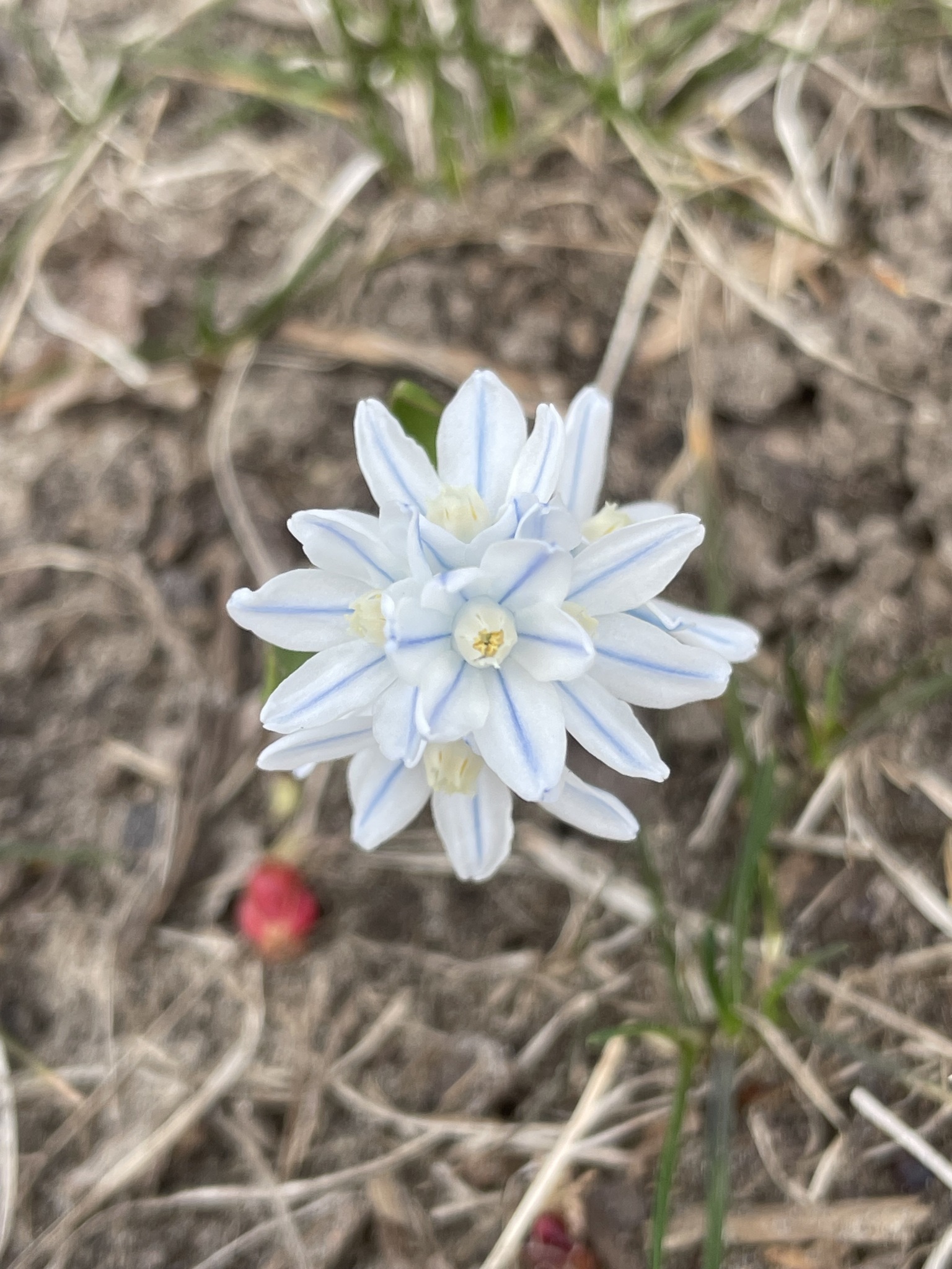 Puschkinia Scilloides (Puschkinia scilloides)