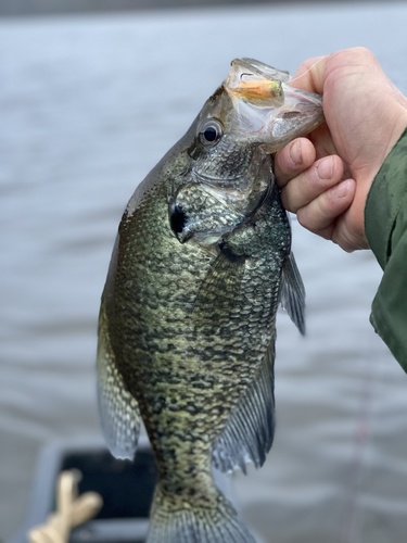 White Crappie