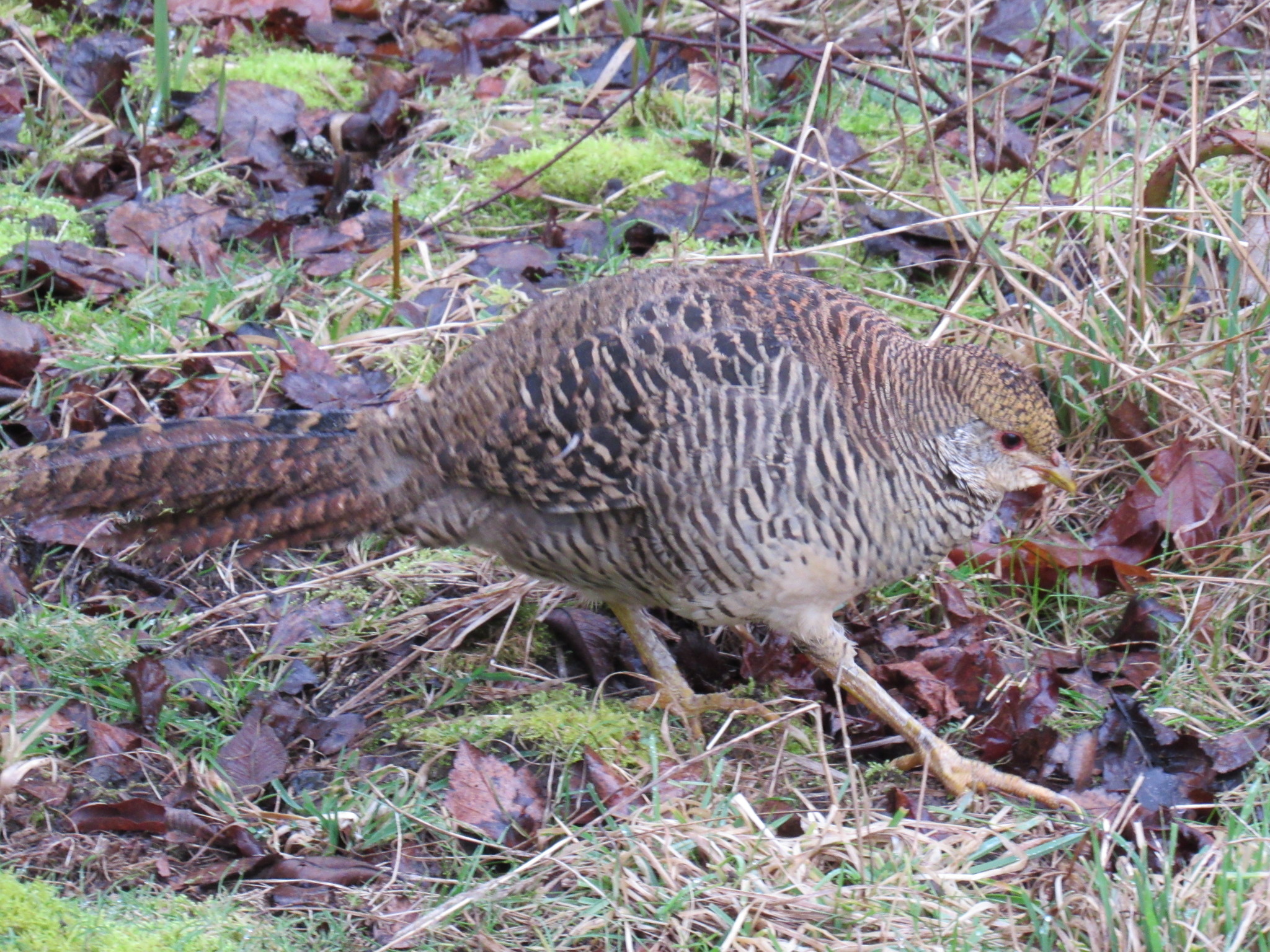 Golden Pheasant (Chrysolophus pictus) · iNaturalist