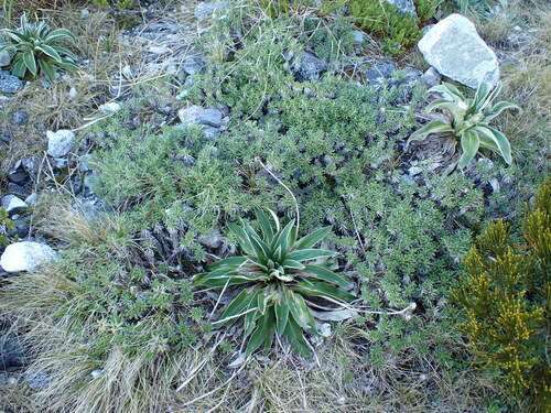 Walker's Mountain Daisy (Celmisia walkeri)