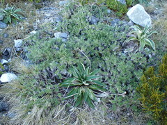 Celmisia walkeri, photograph (c) Benjamin Lavin, some rights reserved (CC BY)