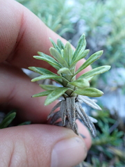 Celmisia walkeri, photograph (c) Benjamin Lavin, some rights reserved (CC BY)