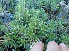 Celmisia walkeri, photograph (c) Benjamin Lavin, some rights reserved (CC BY)