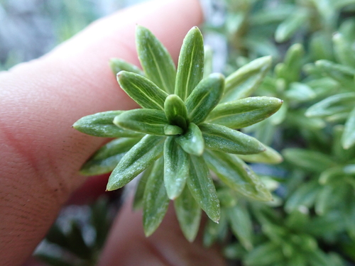 Celmisia walkeri, photograph 6