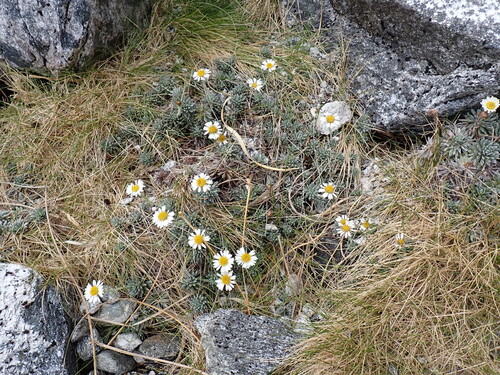 Hector's Daisy (Celmisia hectorii)