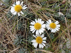 Celmisia hectorii, photograph (c) Benjamin Lavin, some rights reserved (CC BY)