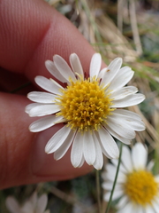 Celmisia hectorii, photograph (c) Benjamin Lavin, some rights reserved (CC BY)