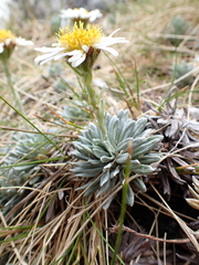 Celmisia hectorii, photograph (c) Benjamin Lavin, some rights reserved (CC BY)