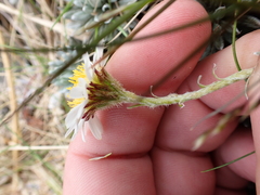 Celmisia hectorii, photograph (c) Benjamin Lavin, some rights reserved (CC BY)